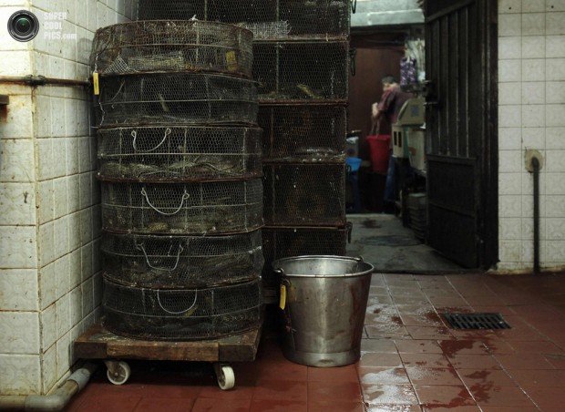 A worker washes snake meat near cages of snakes in the kitchen of a snake soup shop in Hong Kong