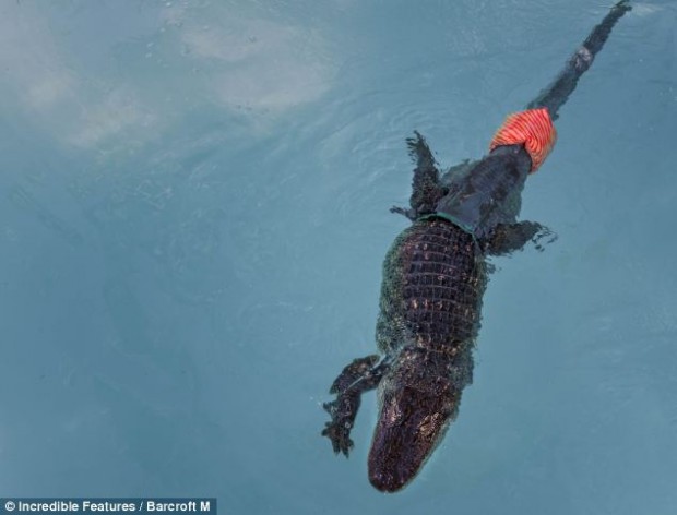 article-2291158-188C9866000005DC-998_634x483