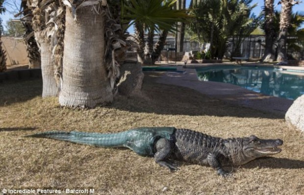 article-2291158-188C986E000005DC-883_634x407