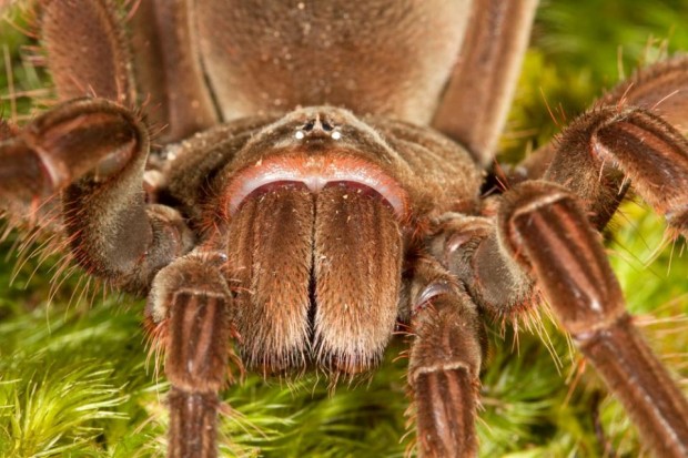 TheraphosablondiGoliathbirdeatingspidercaptive0361lowres