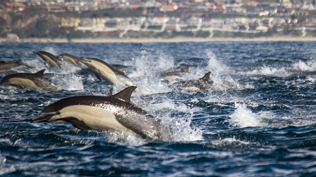 Dolphin Stampede